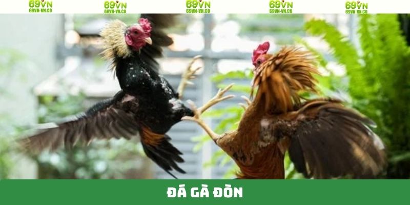 Đá Gà Đòn 69VN - Trận Đấu Của Các Chiến Kê Đầy Cuốn Hút