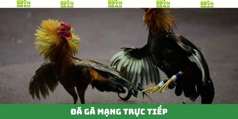 Đá Gà Mạng Trực Tiếp - Theo Dõi Trận Đấu Múa Lửa Tại 69VN 