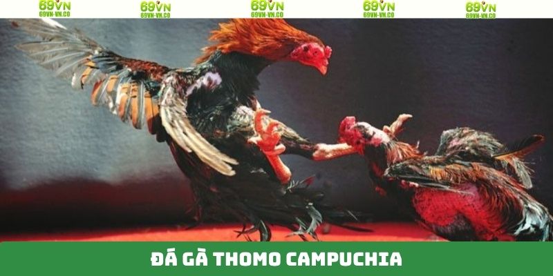 Đá Gà Thomo Campuchia - Bộ Môn Cá Cược Hấp Dẫn Trên 69VN