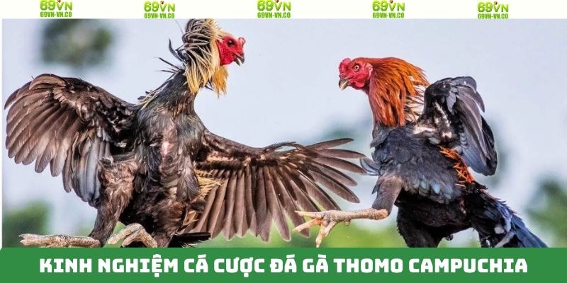 Bí kíp đầu tư chính xác khi chọi gà Thomo 