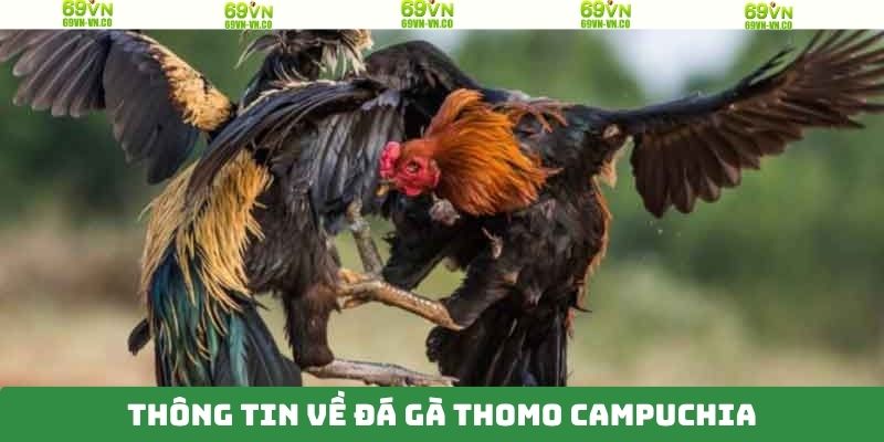 Hình thức đá gà Thomo Campuchia mãn nhãn