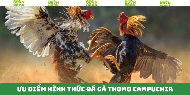 Điểm nổi bật khi theo dõi chọi kê tại 69VN